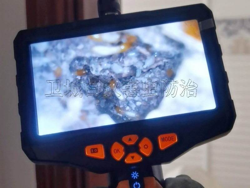 惠阳白蚁防治中心-澳头白蚁防治公司-大亚湾治理白蚁服务