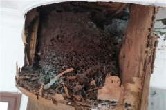 惠州白蚁防治公司收费标准-教你找到白蚁巢的方法